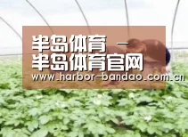 种植基地三